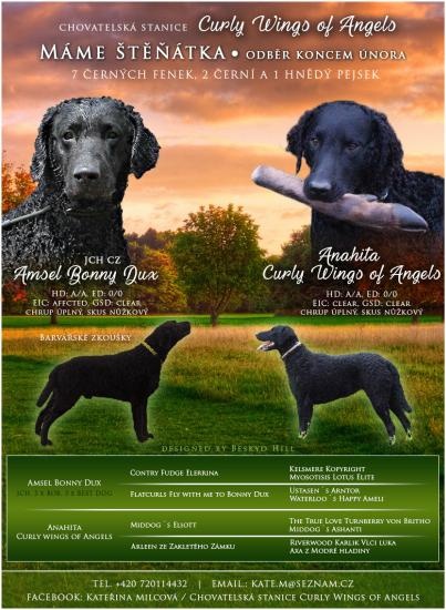 Curly Coated Retriever